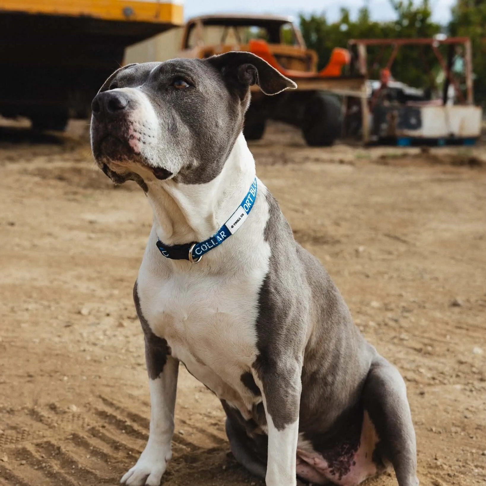 SBC Heavy Duty Dog Collar