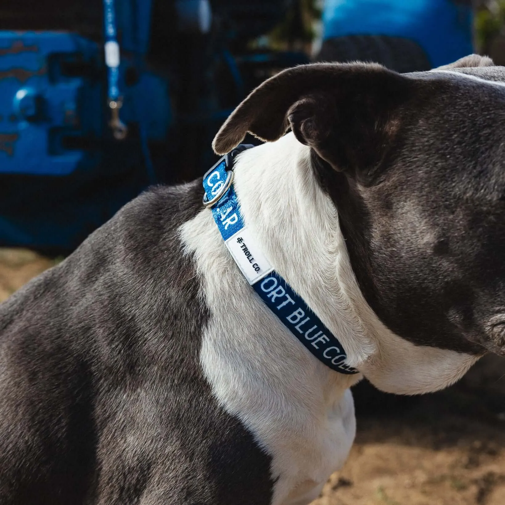 SBC Heavy Duty Dog Collar