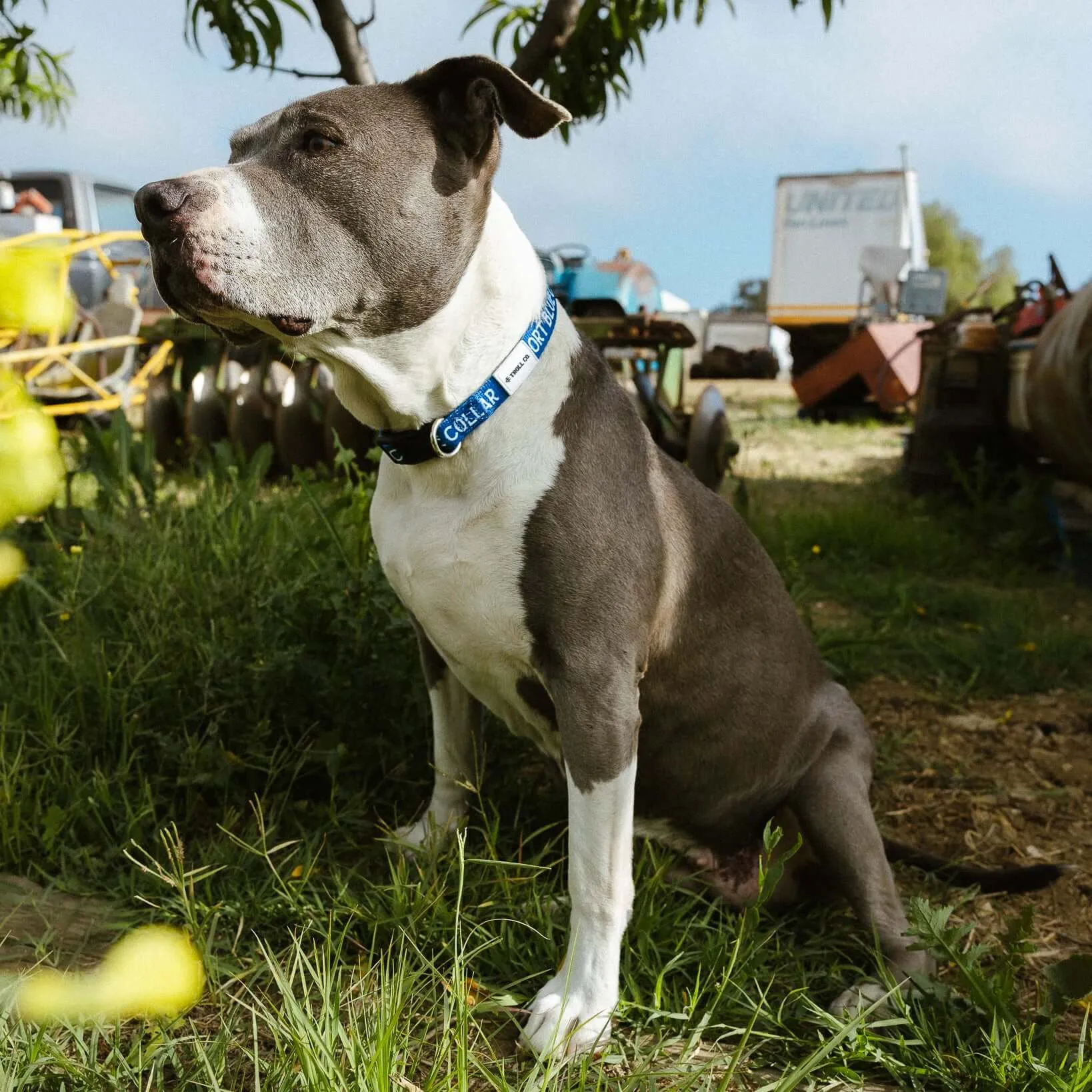 SBC Heavy Duty Dog Collar