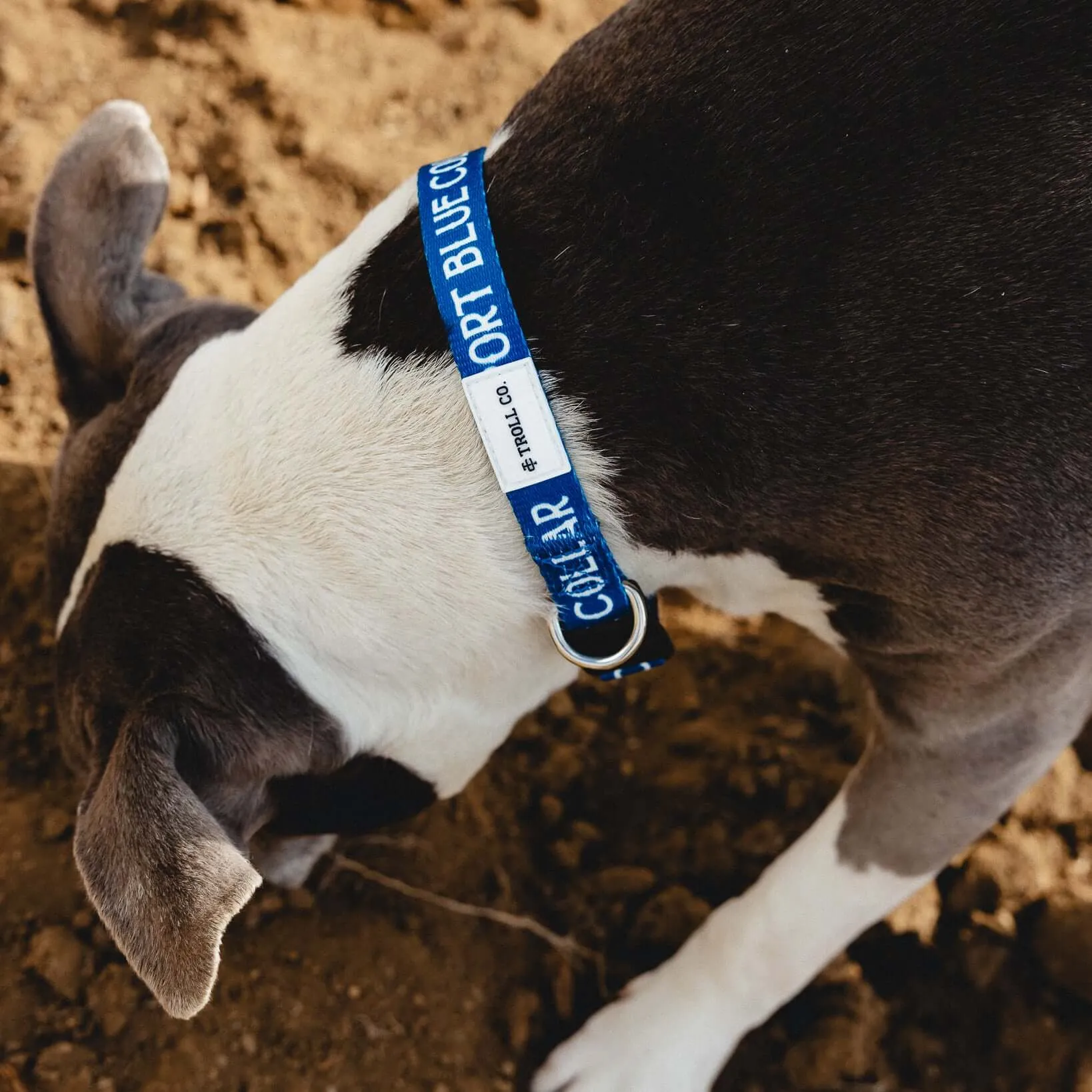SBC Heavy Duty Dog Collar