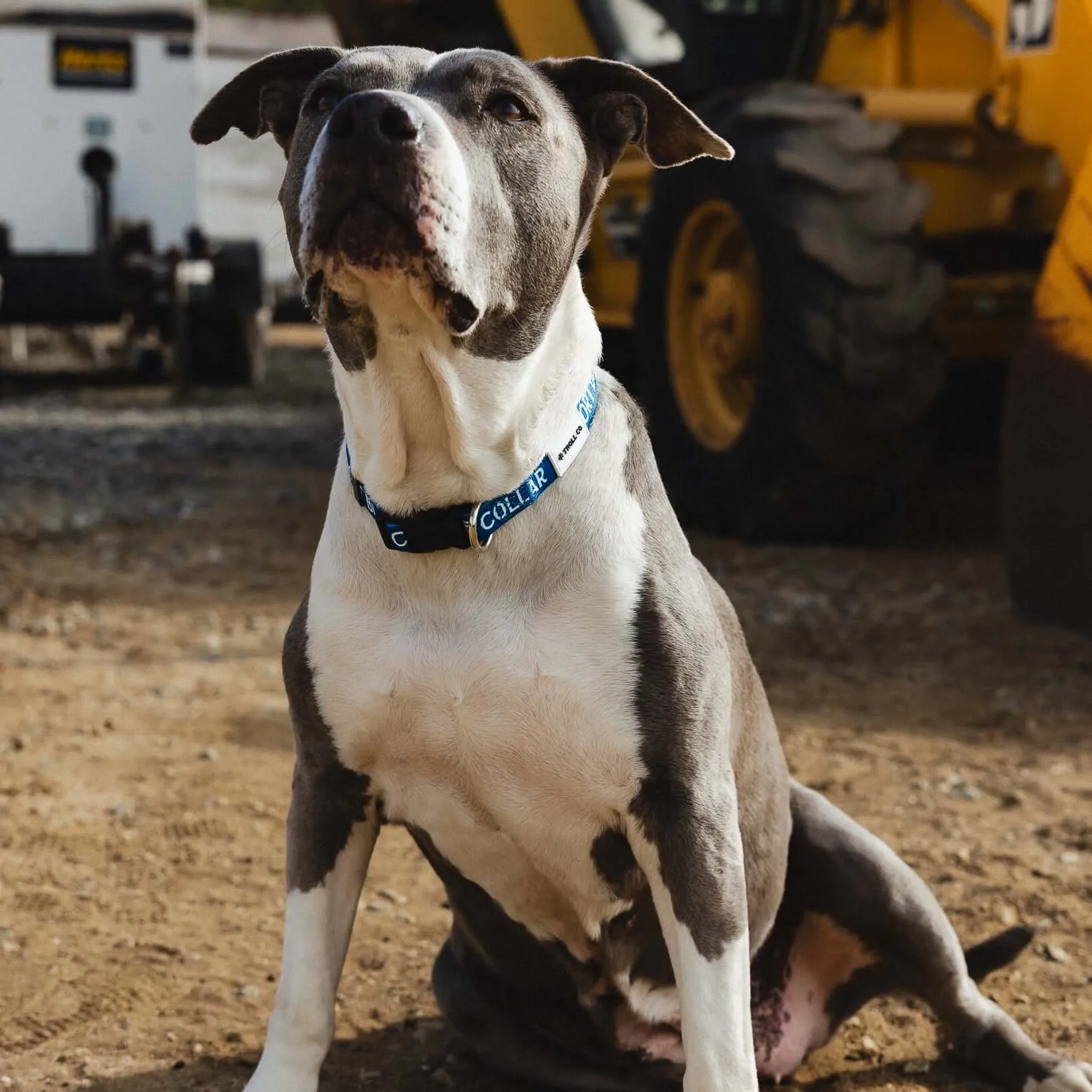 SBC Heavy Duty Dog Collar