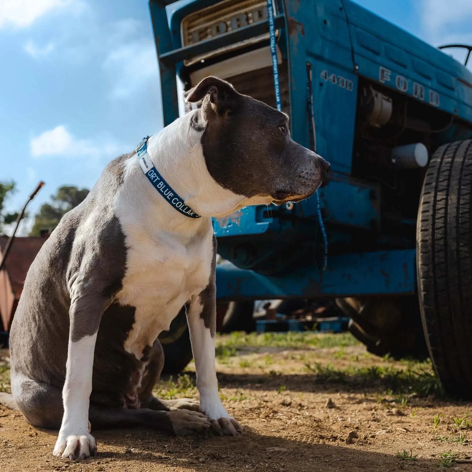 SBC Heavy Duty Dog Collar
